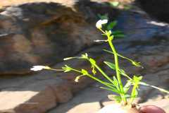 Lindernia oppositifolia